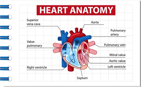 Cartaz Informação Diagrama Coração Humano Ilustração —  Vetores de Stock