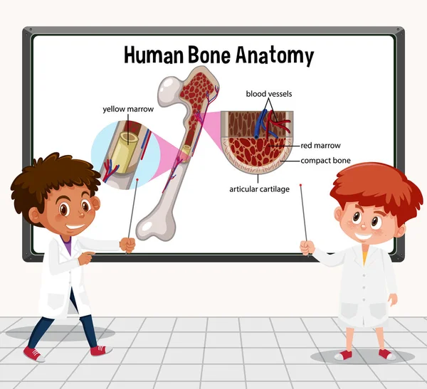 Jovem Cientista Explicando Anatomia Óssea Humana Ilustração Laboratorial —  Vetores de Stock