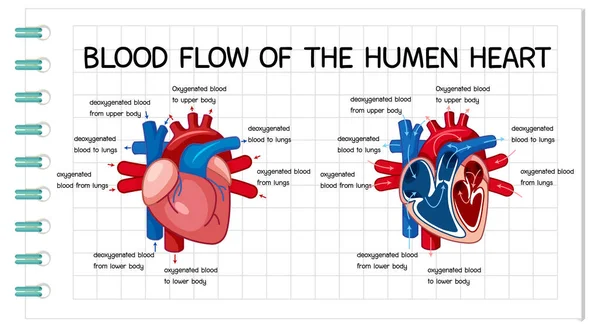 Flux Sanguin Coeur Humain Illustration Diagramme — Image vectorielle