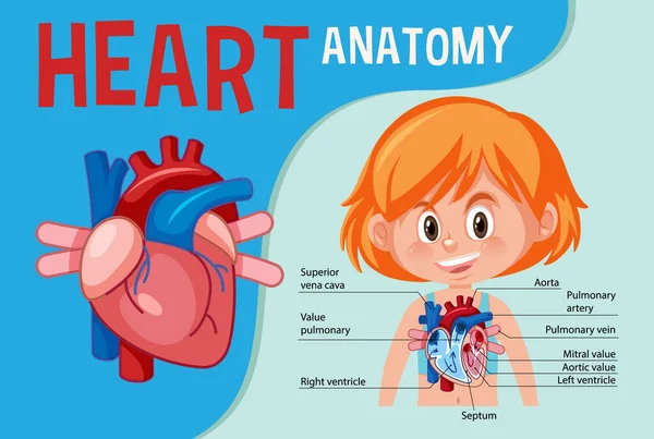 Manifesto Informativo Del Diagramma Del Cuore Umano Illustrazione — Vettoriale Stock