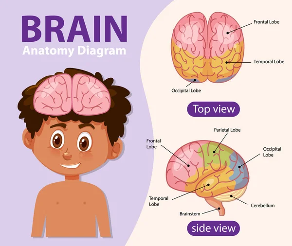 Afiche Informativo Ilustración Del Diagrama Cerebral Humano — Archivo Imágenes Vectoriales