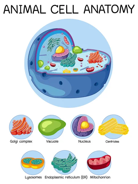 Ilustración Anatomía Las Células Animales Diagrama Biología — Vector de stock
