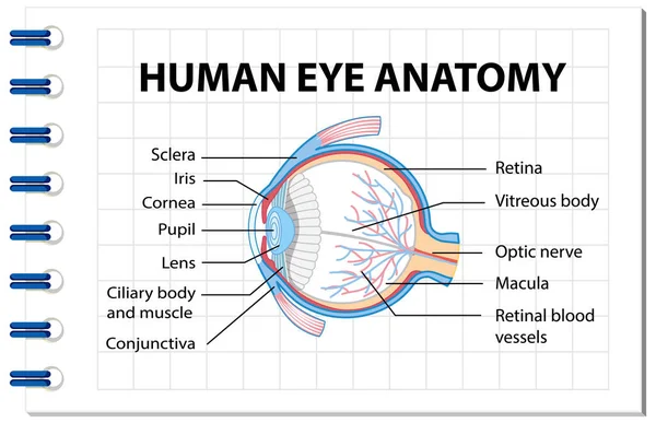 Schema Van Menselijke Oog Anatomie Met Label Illustratie — Stockvector