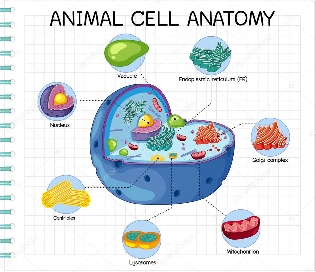 Anatomy of animal cell (Biology Diagram) illustration