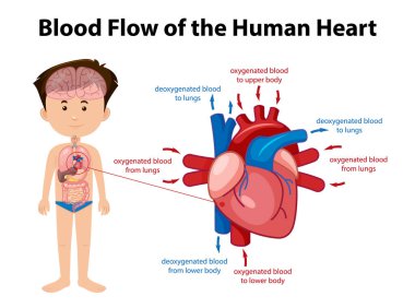 İnsan beyin diyagramının bilgi posteri