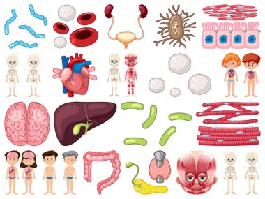Beyaz arkaplan çizimine izole edilmiş insan iç organları.