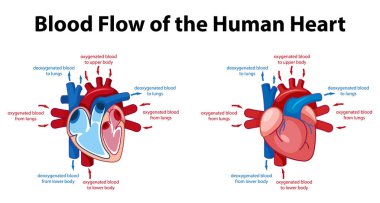 İnsan kalp diyagramının bilgi posteri