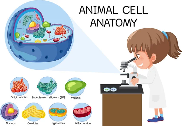 Anatomia Delle Cellule Animali Diagramma Biologia Illustrazione — Vettoriale Stock