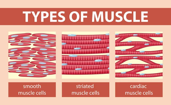 Tipos Diagrama Células Musculares Ilustración — Archivo Imágenes Vectoriales