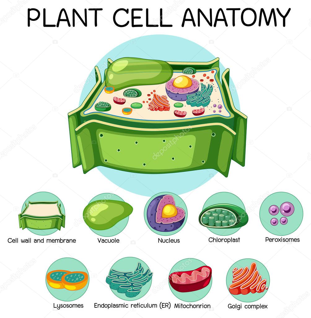 Anatomy of plant cell (Biology Diagram) illustration