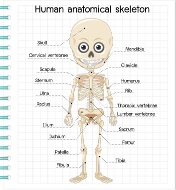 Etiket çizimi ile insan anatomik iskeleti