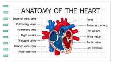 İnsan kalp diyagramının bilgi posteri