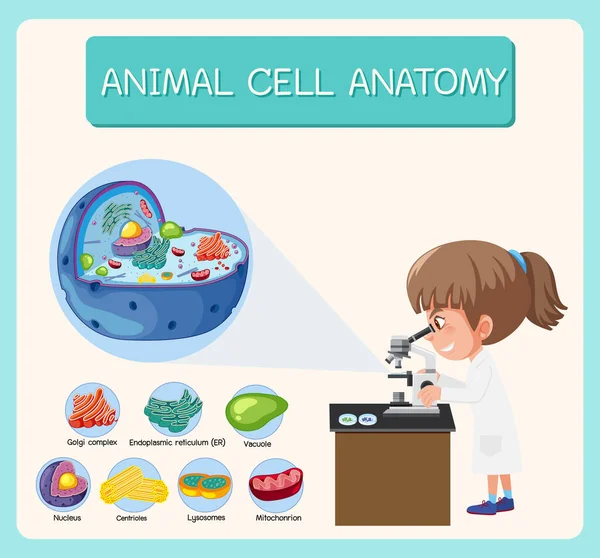Anatomy Animal Cell Biology Diagram Illustration — Stock Vector