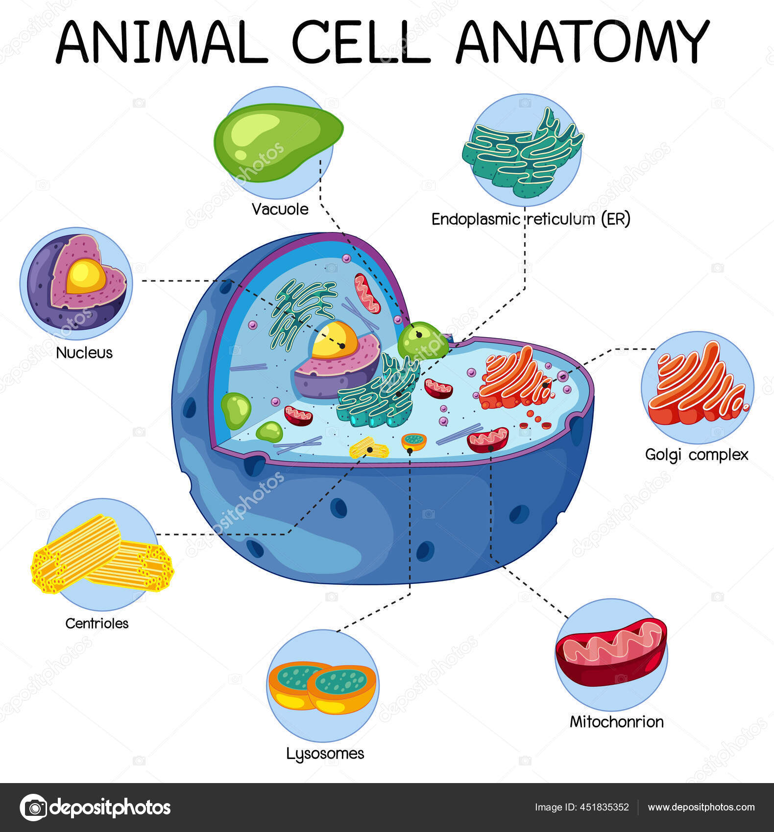 Animal cell Vector Art Stock Images | Depositphotos Animal cell Vector Art Stock Images | Depositphotos