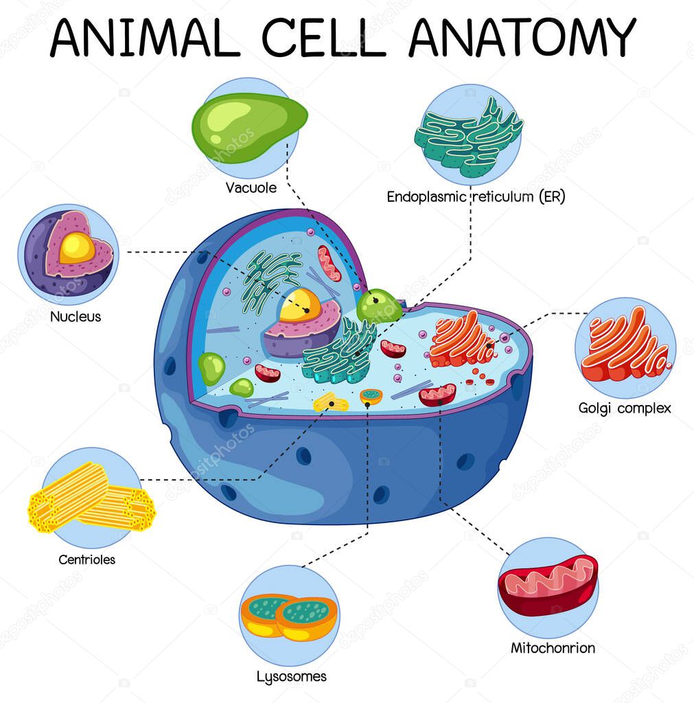 Anatomy of animal cell (Biology Diagram) illustration