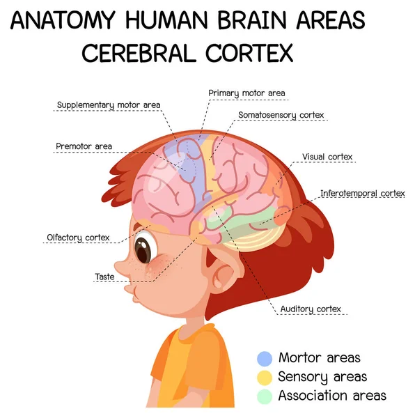 Anatomie Menselijke Hersenen Gebieden Cerebrale Cortex Met Label Illustratie — Stockvector