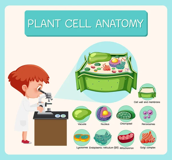 Anatomie Van Plantaardige Cel Biologie Diagram Illustratie — Stockvector