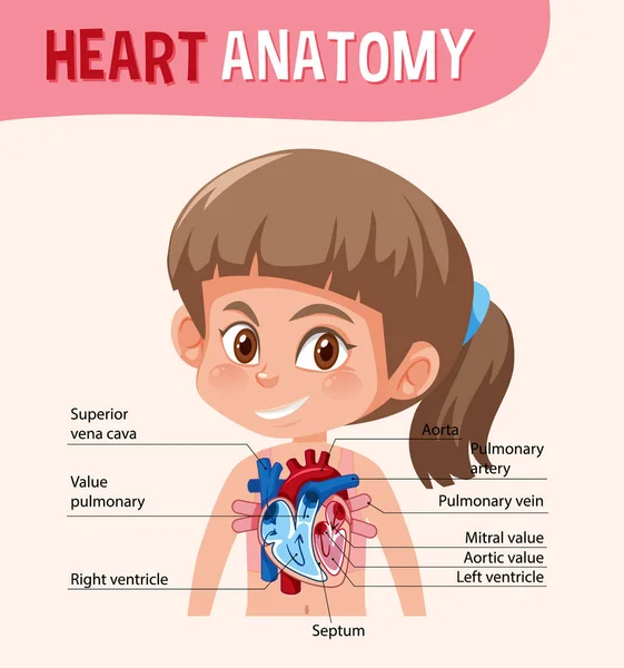 Информационный Плакат Иллюстрации Диаграммы Сердца Человека — стоковый вектор