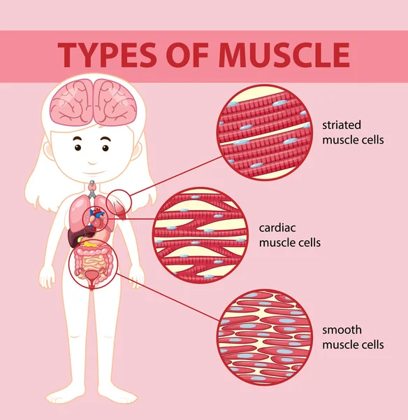 Abbildung Der Arten Von Muskelzelldiagramm — Stockvektor