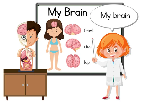 Joven Médico Explicando Ilustración Anatomía Cerebral — Archivo Imágenes Vectoriales