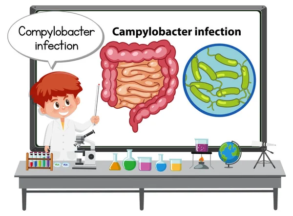 Fiatal Orvos Elmagyarázza Campylobacter Fertőzés Illusztráció — Stock Vector
