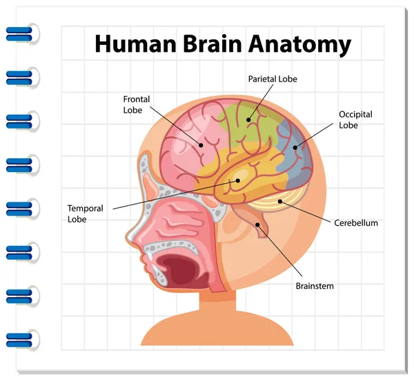 Informationsplakat Zur Illustration Des Menschlichen Gehirndiagramms — Stockvektor