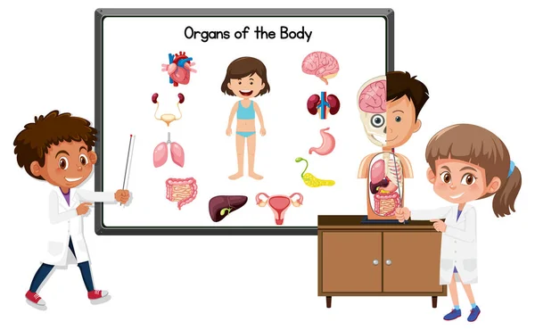 Junger Arzt Erklärt Organe Der Körperillustration — Stockvektor