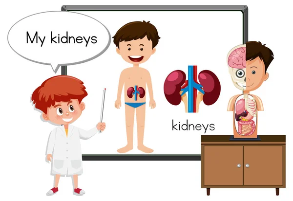 Junger Arzt Erklärt Anatomie Der Nieren — Stockvektor