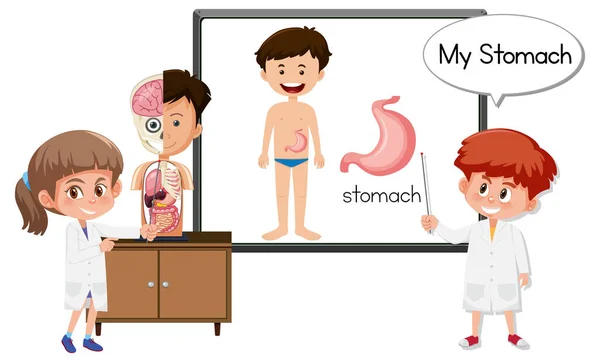 Joven Médico Explicando Anatomía Del Estómago Ilustración — Vector de stock