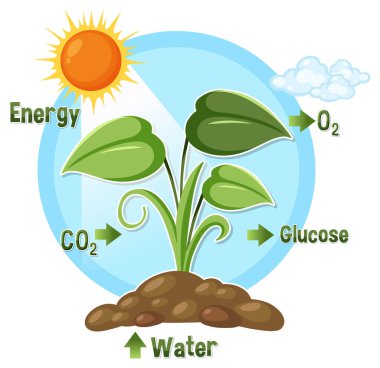 Bitkiyi, güneş ışığını, suyu, karbondioksiti, glikozu ve oksijeni gösteren fotosentezin vektör çizimi