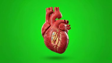 Canlı yeşil ekranda mükemmel bir şekilde izole edilmiş, tıbbi sunumlar, eğitim videoları ve sağlıkla ilgili projeler için ideal bir insan kalbinin üç boyutlu tasviri..