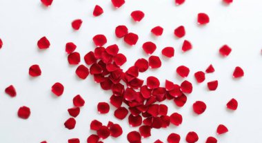 Parlak kırmızı gül yapraklarından oluşan güzel bir düzenleme el değmemiş beyaz bir yüzeye dağılmış romantik ve zarif bir görsel yaratıyor..