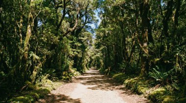 Yoğun, canlı, yeşil bir ormanın içinden süzülen, gölgelikten süzülen, barışçıl ve davetkar bir atmosfer yaratan sakin bir toprak yol..