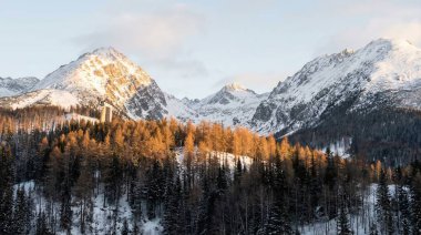 Karla kaplı dağların nefes kesen panoramik manzarası güneşin yükselen sıcacık parıltısıyla aydınlanıyor, önplanda parlak altın bir orman, kışın dingin güzelliğini gözler önüne seriyor..
