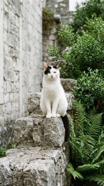 Bir gözünün üzerinde belirgin siyah bir yama olan çarpıcı siyah beyaz bir kedi canlı yeşil yapraklar ve eski bir taş duvarla çevrili yıpranmış taş basamaklarda zevkle oturur, zamansız bir cazibe ve sakinlik hissi uyandırır..