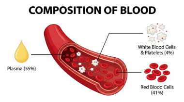 İnsan kanının çeşitli bileşenlerini gösteren eğitici bir diyagram, plazma, kırmızı kan hücreleri, beyaz kan hücreleri ve trombositlerin yüzdeleriyle birlikte..