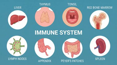 Karaciğer, timüs, bademcik, kırmızı kemik iliği, lenf düğümleri, apandis, Peyers yamaları ve dalak gibi insan bağışıklık sisteminin temel organlarını gösteren eğitici bir diyagram..