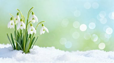 Galanthus olarak da bilinen güzel bir kar tanesi kümesi taze beyaz bir kar tabakasının içinden geçiyor. Arka planda yumuşak yeşil ve mavi tonlarla nazik ve odaktan uzak bir bokeh etkisi var. Bu da sakin ve umut verici bir atmosfer yaratıyor..