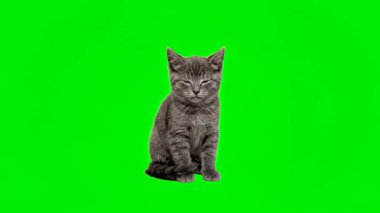Yeşil Ekran 'da oturan ve etrafa bakan sevimli gri kedi yavrusu.