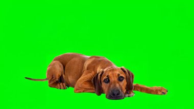 Sevimli Rodezyalı Sırt Yavrusu Yeşil Ekran 'da Uzanıyor.