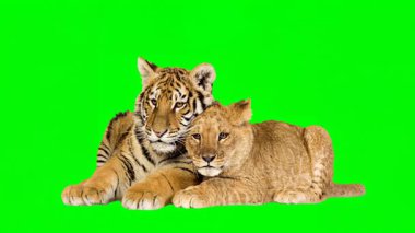Sevimli Kaplan ve Aslan Yavruları Canlı Yeşil Ekran 'da Sarılıyorlar.