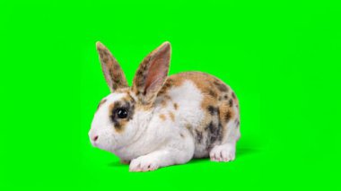 Kolay Birleşim İçin Yeşil Ekranda Şirin Ev Tavşanı.
