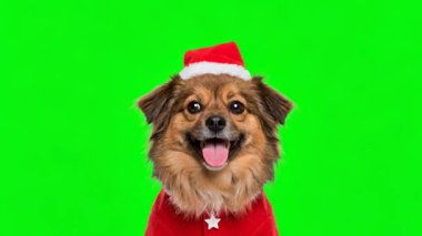 Noel Şapkalı Mutlu Köpek ve Yeşil Ekrandaki Noel Kıyafeti.