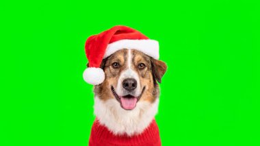 Noel Baba Şapkalı Mutlu Köpek ve Noel Tatili İçin Yeşil Ekranda Kırmızı Kazak.