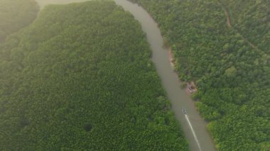 Yoğun yeşil mangrov ormanlarını kesen sarmal bir nehrin hava manzarası. Küçük bir tekne ardında iz bırakıyor, sisli bir sabah ışığı, tropikal yaban hayatı..