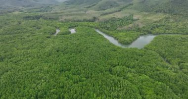 Hava rüzgarlı nehir mangrovları. İnsansız hava aracı sık ormanın üzerinden uçarak Koh Yao Yai, Tayland 'daki sulak araziyi açığa çıkarıyor.