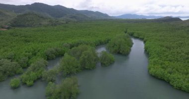 Tayland 'ın uzak adasındaki havadan mangrovlar