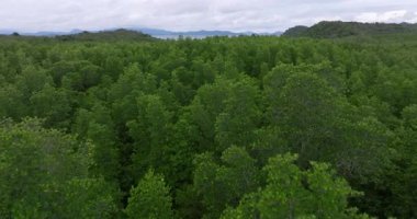 Hava mangrovları Tayland körfezi