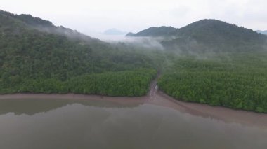Koh Yao Yai, Tayland 'da tropikal ada nehri sisi mangrov ormanları.