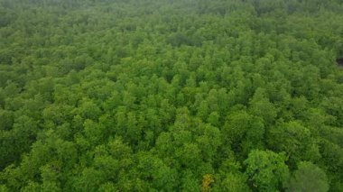 Havadan aşağıya mangrov ağacı tepeleri